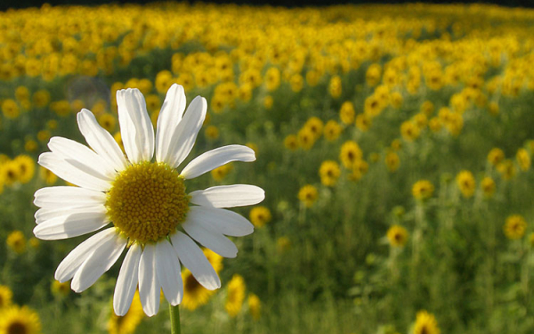 Ромашка и подсолнухи