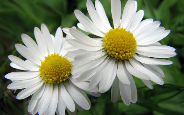 Ромашки  у  дороги