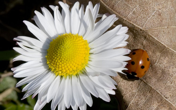 Ромашка любимый цветок