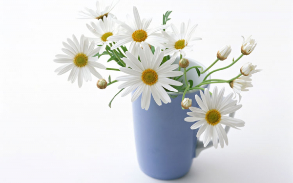 Ромашки в стакане