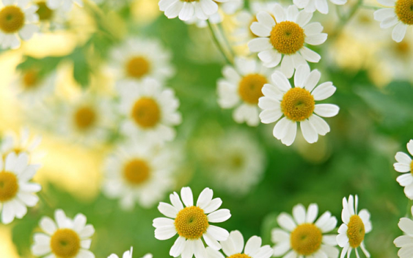 Ромашки  полевые