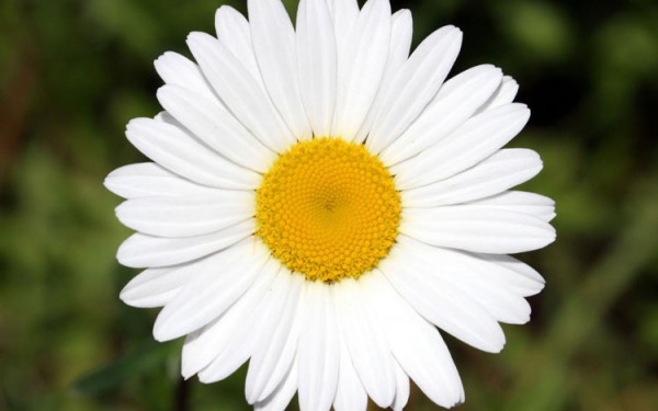 Ромашка  красивая