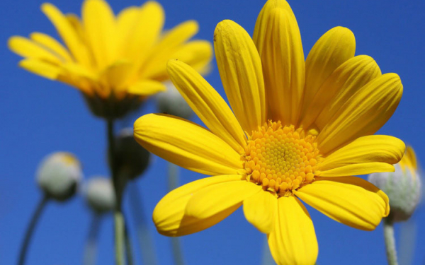 Ромашка  садовая