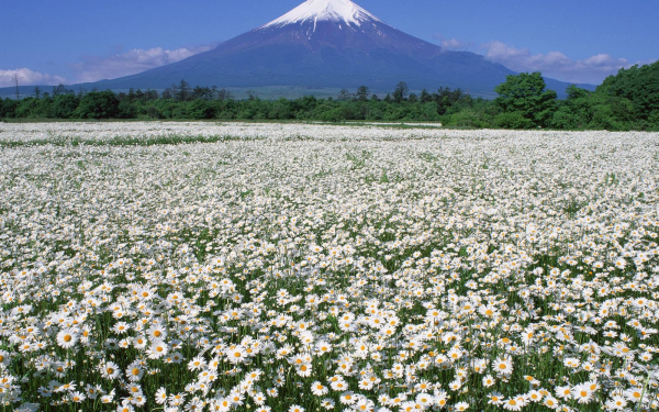 Белое поле ромашек