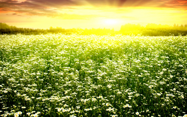 Ромашки на рассвете