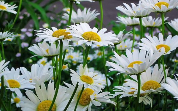 Крупные ромашки