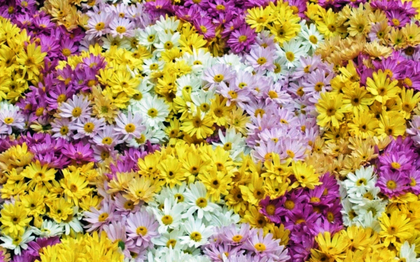 Разноцветные ромашки