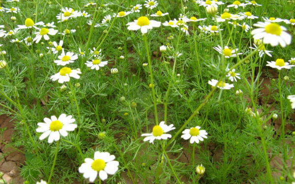 Ромашка аптечная