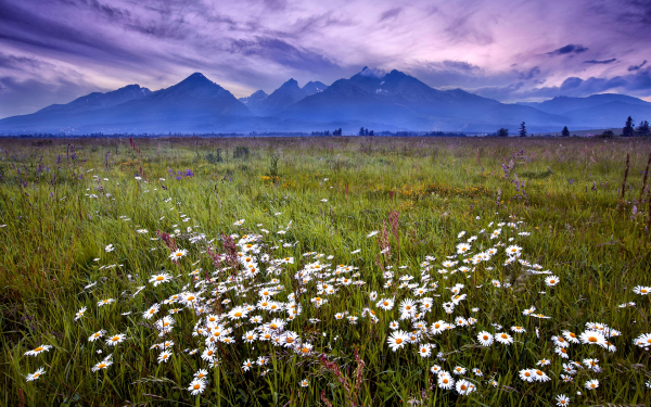 Ромашки в горной долине