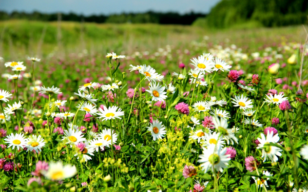 Ромашки в клевере
