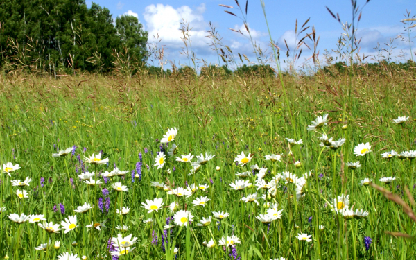 Ромашки в разнотравье