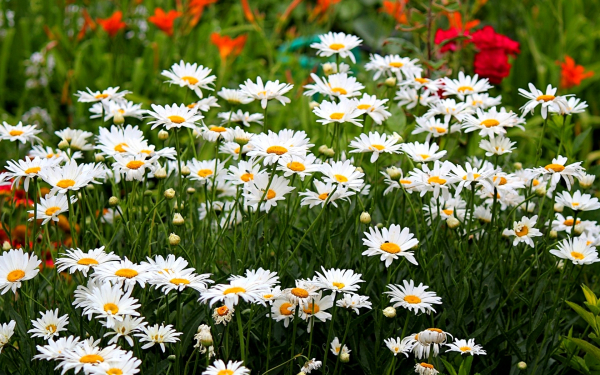 Ромашки в цветнике