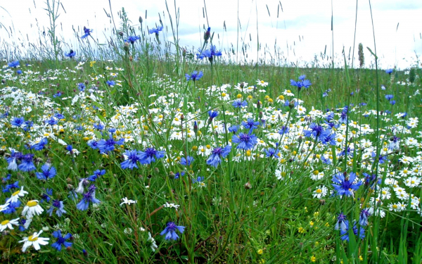 Ромашки и васильки