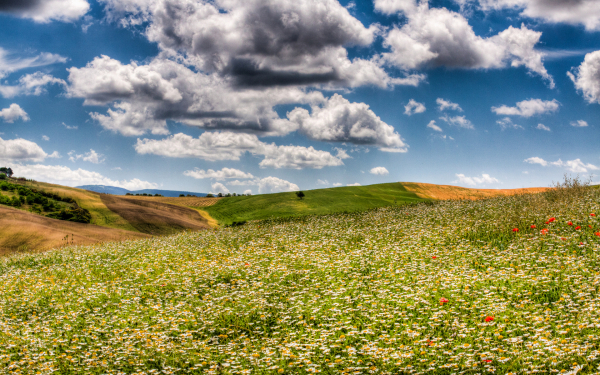Ромашки луговые