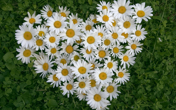 Ромашки любви