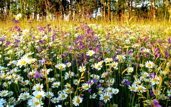 Ромашки на лесной поляне