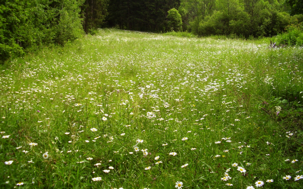 Ромашки на опушке леса