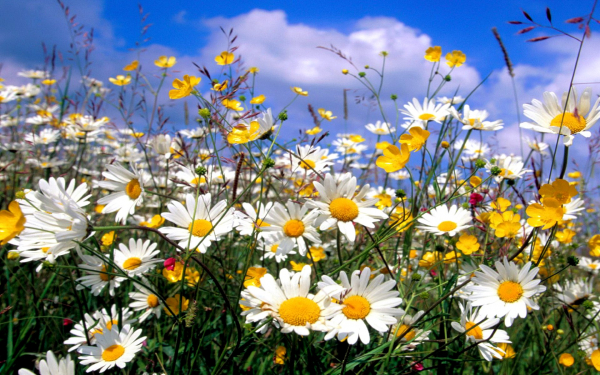 Ромашковое лето