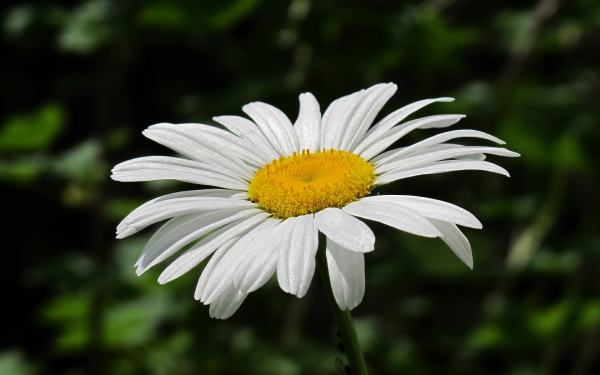 Цветок ромашка