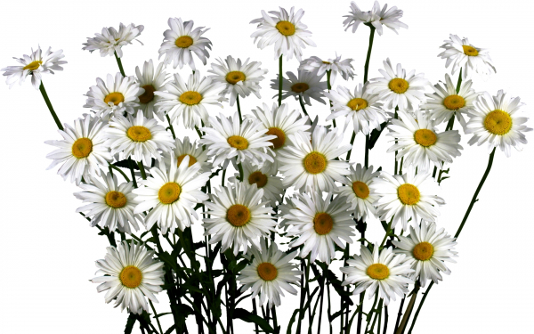 Белые ромашки