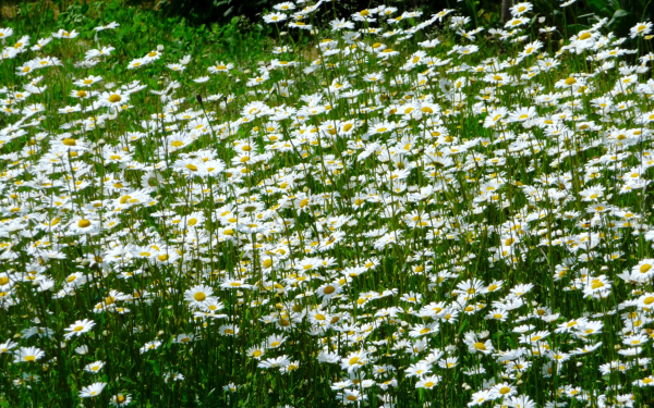 Поляна с ромашками
