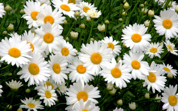 Цветут ромашки