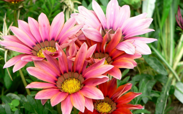 Газания - африканская ромашка