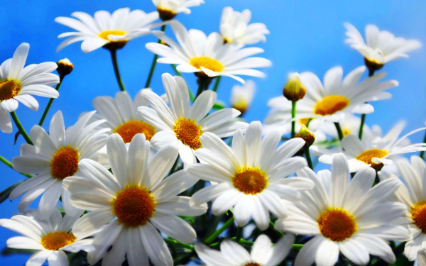 Цветы ромашки