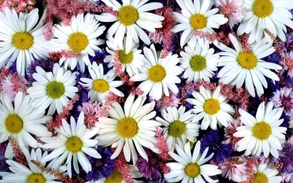 Ромашки и васильки