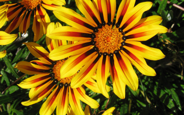 Яркие цветы