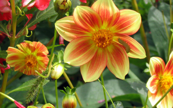 Веселые ребята