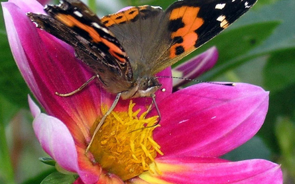 Бабочка на цветке