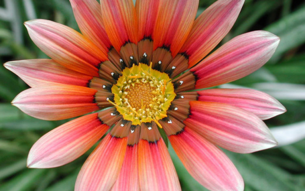 Крупный цветок