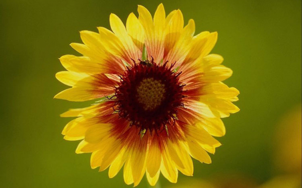 Милый цветочек