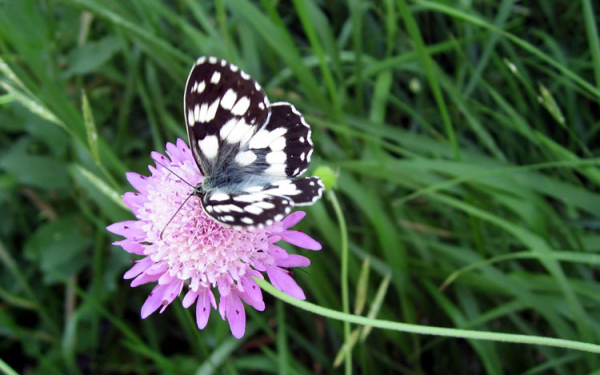 Бабочка и цветок