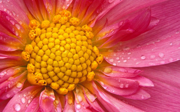 Цветок крупным планом