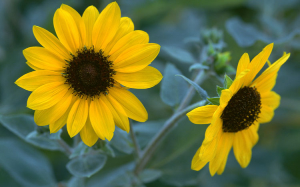 Желтые цветы