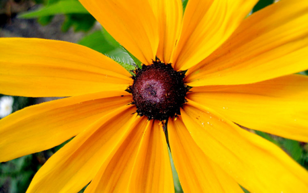 Большой желтый цветок