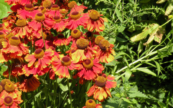 Садовые цветы