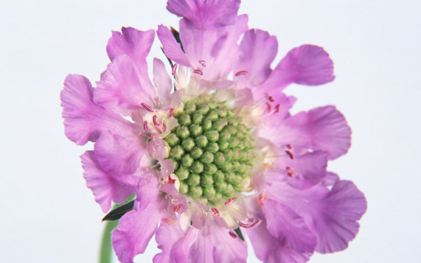 Бархатный цветок