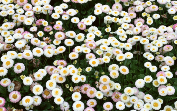 Поле маргариток