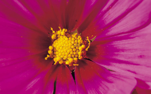 Аленький цветочек