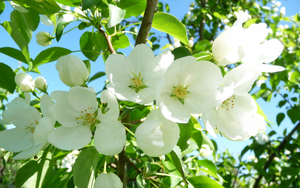 Цветы яблони
