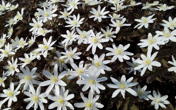 Весна стелит ковры