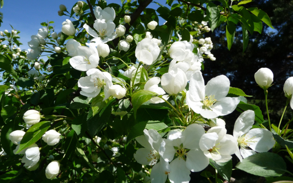 Яблони в цвету