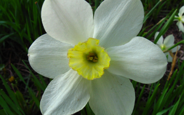 Белый нарцисс