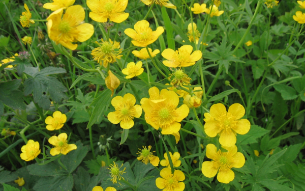 Лютик едкий