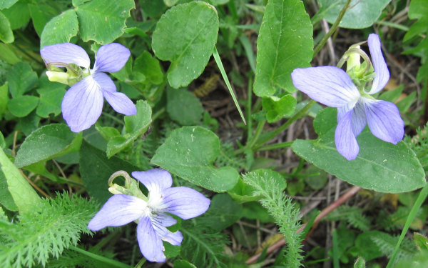 Цветы в траве