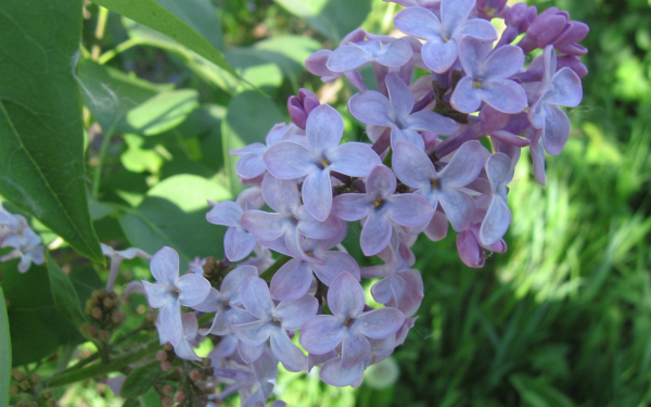 Ветка сирени