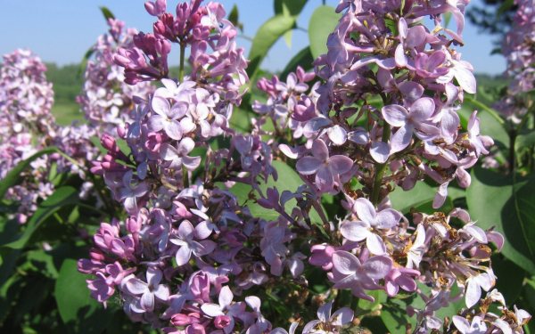 Сиреневый туман